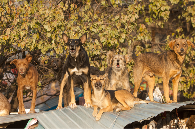 SNA denuncia “daño brutal” de perros  asilvestrados en Magallanes