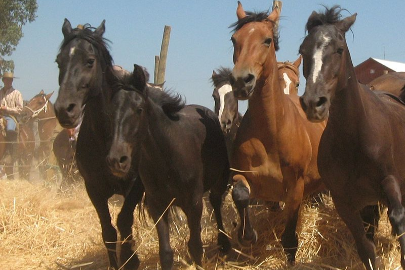 Estimados Criadores, Corraleros y Amantes del Caballo Chileno